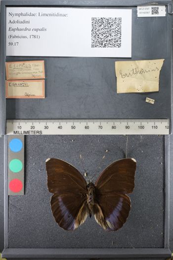 Media type: image;   Entomology 142567